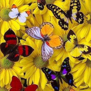 Meet your Posher, Dawn